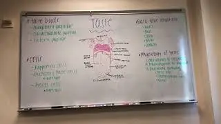 Student Review  Chapter 15   Special senses