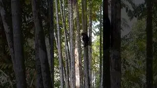 Agile Monkey Descending a Tree 🌴🐒 | Tropical Forest Wildlife