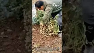 Farming for beginners: a simple guide to growing peanuts