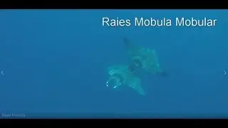 Wiavzebote - 8 juillet 2017 - Diables de mer m&eacute;diterran&eacute;en (raie Mobula Mobular)