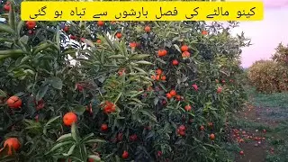 Tofani Barshon Nay Orange Ki Fasal Tabah Kar Di | Spain Valencia |Keeno Malta
