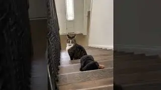 Dachshund Puppy Falls Down the Stairs, but is OK || ViralHog