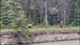 SENIORS see GRIZZLY BEARS on Their RAFT TRIP - Awesome Experience with JASPER RAFT TOURS