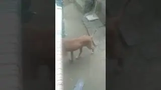 Aadpot to estret dog 🐕🐶🐕 #doglover #😘 follow #funny super  #subscribe