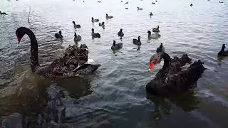 Black swans Canberra cbr.