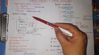 Thyroid and Antithyroid drugs || Endocrine pharmacology @Easy Pharmacology