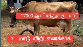 7 மாடு விற்பனைக்காக  17000 ஆயிரத்துக்கு மாடு 