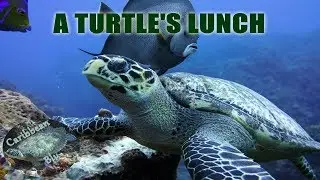 A Turtles Lunch - Turtles Grazing on Reefs of Soft Corals.
