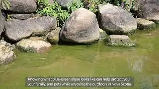 Look out for blue-green algae