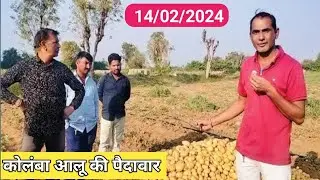 POTATO RATE TODAY/COLOMBA POTATO VERIETY/ALL INDIA POTATO FARMERS/MAHINDRA HZPC COLOMBA