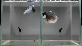 Male Betta : DC187 Fancy Dumbo White Blue Big Ear & DC188 Dumbo Red Green Copper Big Ear.