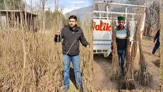 Persimmon Plants Nursery After Rain 🌧️ | Best Time for Plantation | Fuyu Seedless Grafted