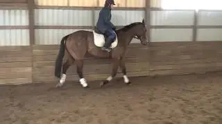 Tempos first canter jump