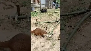 Takie ostre!😼 #viralshorts #fypシ #funnyanimals #mongoose
