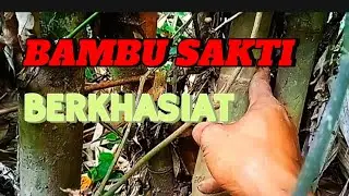 BAMBU SAKTI BERKHASIAT