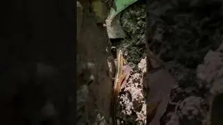 How many salamanders can I find in 10 minutes? 😳