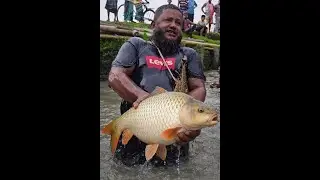 😱 Monster Carp Caught by Hand! Village Fishing Shocks Everyone 🎣🔥 | Saima Fishing