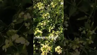 দুনিয়ার সব কিপ্টে আমার friend list এ#shortvideo #funny