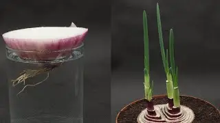 【超市买来直接种系列1】洋葱长出洋葱苗延时摄影|Regrow onion to Onion seedlings Timelapse