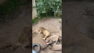 Лев 🦁 и львица 🦁 #lionbehavior