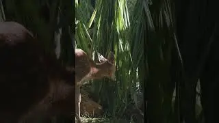 Say hi to our new 'residents' at Bamboo Forest!