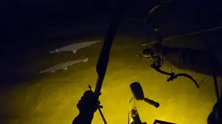 BOWFISHING Mid-Season GAR (INSANE MIXED BAG)