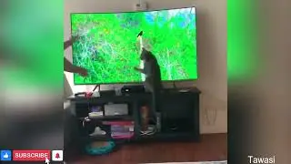 cat video #short