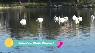 American White Pelicans enjoy the Lakeside Buena Park Community