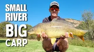 Small river BIG CARP!