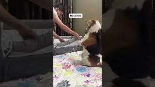 Doodle thinks all of this is for him #baby #dog #doglover #beagle #pets #dogvlog #cute #shorts#viral