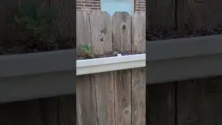 This Rain Gutter Strawberry Bed Is Rocking & Rolling || Down-Home Backyard Gardening
