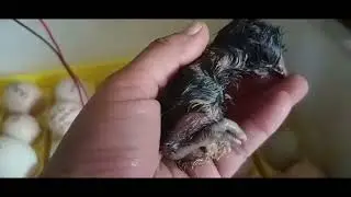 Como incubar huevo de gallina