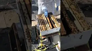 Adding the Queen Bee into the hive (2022 04 04)