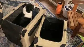 Amazon Basics Folding Soft Crate for Cat, Dog, Rabbit, Portable and Collapsible Review