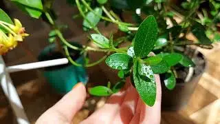 Hoya densifolia (квітне) и hoya cumingiana, порівняння.