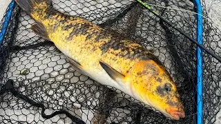 Great session sight fishing large koi on fly