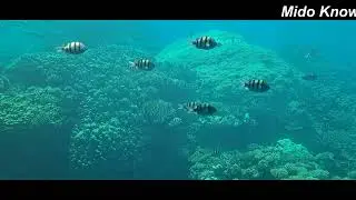 The magic of the Red Sea (Marsa Alam, Egypt) - Coral Reefs, fish, turtles and Dugongs