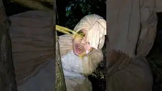 PURA PURA POCONG KENCING #shorts #lucu #fyp #art #trending