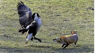 TOP FOX ATTACK ANIMALS MOMENTS