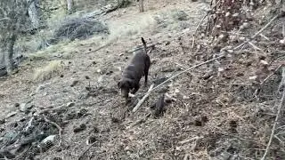 Lucky foot