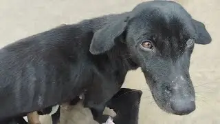 Helping to homeless dogs😇