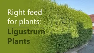 Right feed for plants: Ligustrum Plants