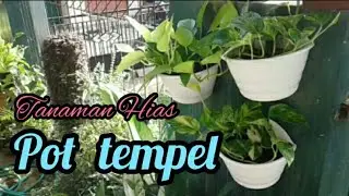 Inspirasi Lahan Pekarangan Sempit Pesona Tanaman Hias Pot Tempel / Sticky Potted Plants