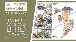 📺🐱🐦❤ TV for Cats and Bird Lovers #WildlifeGardenWithNicola  📺🐱🐦❤