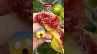 Увлекательный жизненный цикл инжировой осы!