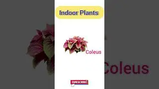 plants name #english #learnenglish #plants #vocubulary