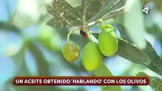 Hablando con los olivos
