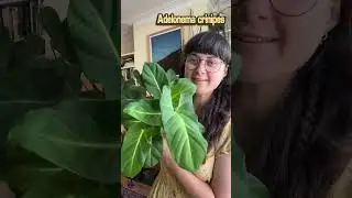 New plant species unlocked #houseplant #indoorplants