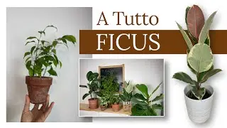 Ficus: tutto quello che devi sapere |cura e coltivazione |piante da appartamento