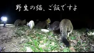 猫ご飯、テレビを見ながら見る動画